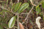 Dwarf live oak